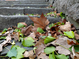 Stone stairs with fallen leaves