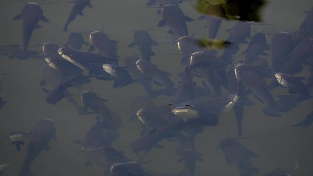 Schwarzer Zwergwels, Schwarzer Katzenwels (Ameiurus melas, auch Ictalurus nebulosus)
