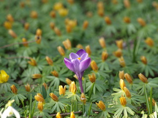 Crocus vernus - Crocus de printemps appelé aussi crocus de Naple à fleur violette