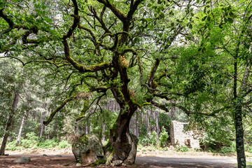 Symbiose minéral et végétal en Corse