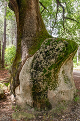 Symbiose minéral et végétal en Corse