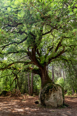 Symbiose minéral et végétal en Corse