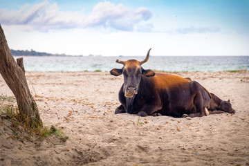 Vache à la plage, Corse