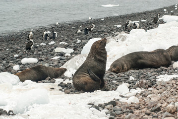 Antarctic fur seal(Arctophoca gazella), an beach, Antartic peninsula.