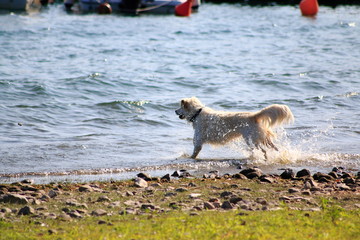Golden Redriever Hund springt im Wasser, am Ufer vom See, umher und hat Spaß