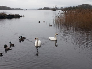 Swans and ducks