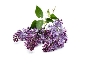 purple blooming lilac on branch isolated on white background