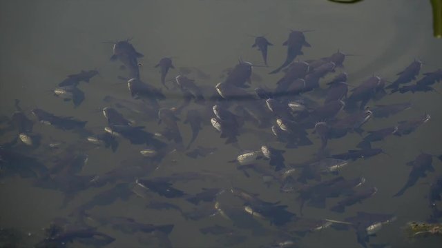 Schwarzer Zwergwels, Schwarzer Katzenwels (Ameiurus melas, auch Ictalurus nebulosus)