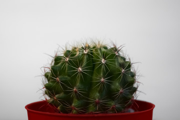 cactus in a red flower pot