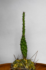 green elongated cactus