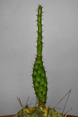 green elongated cactus