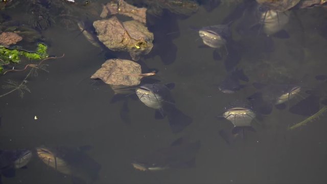 Schwarzer Zwergwels, Schwarzer Katzenwels (Ameiurus melas, auch Ictalurus nebulosus)