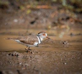  Three banded plover,in swamp environment, South Africa