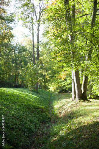 Forest Path Tree Nature Trees Green Landscape Park