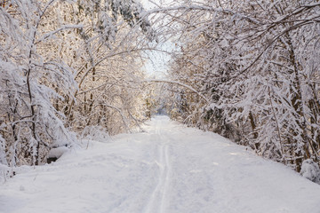 Ski trail in the winter forest. Snowy forest and sunny weather