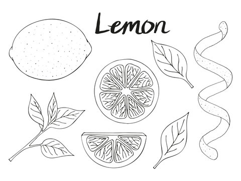 Collection of hand drawn elements, lemon, leaves and slice. Objects for packaging, advertisements. Black and white. Isolated image. Vector illustration.