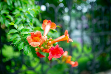 beautiful red flower on the Green bushes.