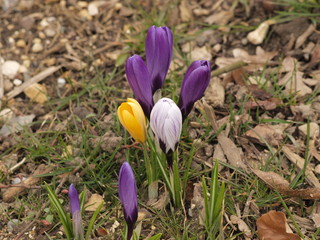 Tapis de fleurs de crocus jaune (Crocus vernus) et crocus printaniers violet et blanc (crocus flavus)