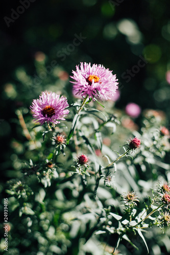 Flower Nature Green Pink Purple Plant Garden Flowers