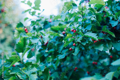 Green Nature Tree Plant Leaf Spring Leaves Garden