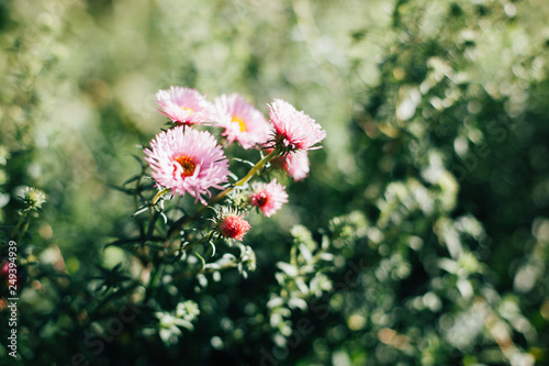 Flower Nature Pink Garden Plant Green Beauty Flowers