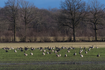 Geese feeding in a field