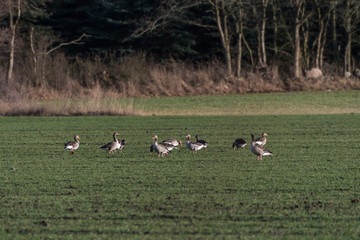 Wild geese grazing in a field