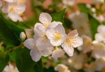 Beautiful white jasmine flowers on branch.