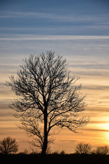 Fototapeta na wymiar Lone tree silhouette by twilight