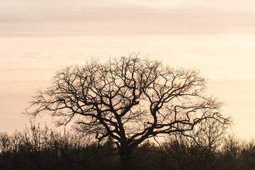 Wide oak tree silhouette