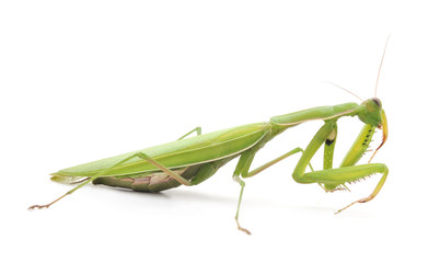 One green mantis.