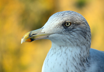 Möwe in Nahaufnahme