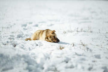 Portrait of dog over snow background. Yellow hair color.