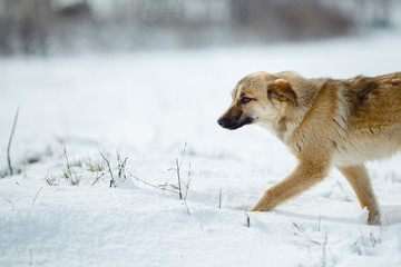 Portrait of dog over snow background. Yellow hair color.