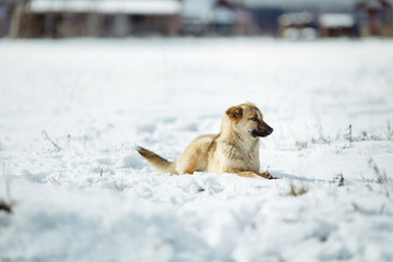 Portrait of dog over snow background. Yellow hair color.
