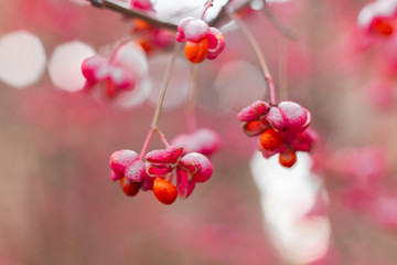 Fototapeta na wymiar Deciduous shrub, pink flowers with orange seeds of euonymus europaeus or spindle. Celastraceae