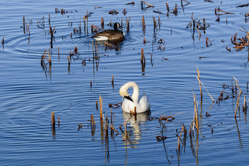 Trumpeter Swans