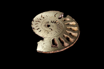 Macro mineral stone Ammonite shell on a black background
