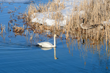 Trumpeter Swans