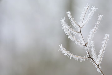 Zweig mit Raureif bedeckt