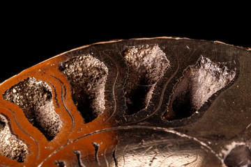 Macro mineral stone Ammonite shell on a black background