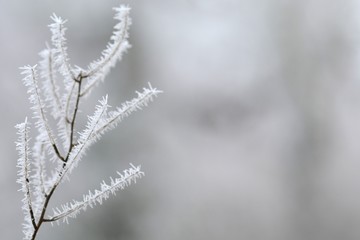 Obraz premium Zweig mit Raureif bedeckt