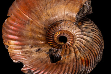 Macro mineral stone Ammonite shell on a black background