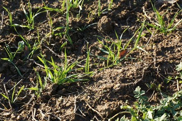 Feld mit Weizen im Winter