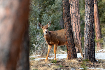 Beautiful Doe Mule Deer