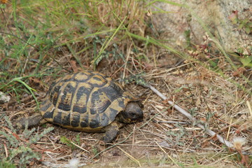 tortue terrestre de france