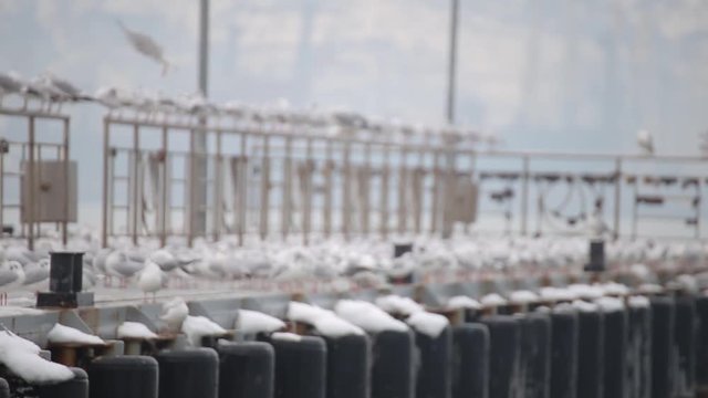 Lots of seagulls on the quay