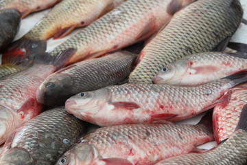 Carp from the lake, for cooking and soup, baked in the oven