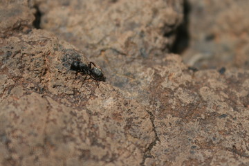 Hormiga negra