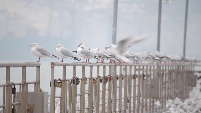 Lots of seagulls on the quay